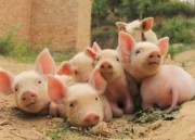 4.30日飼料原料價格行情